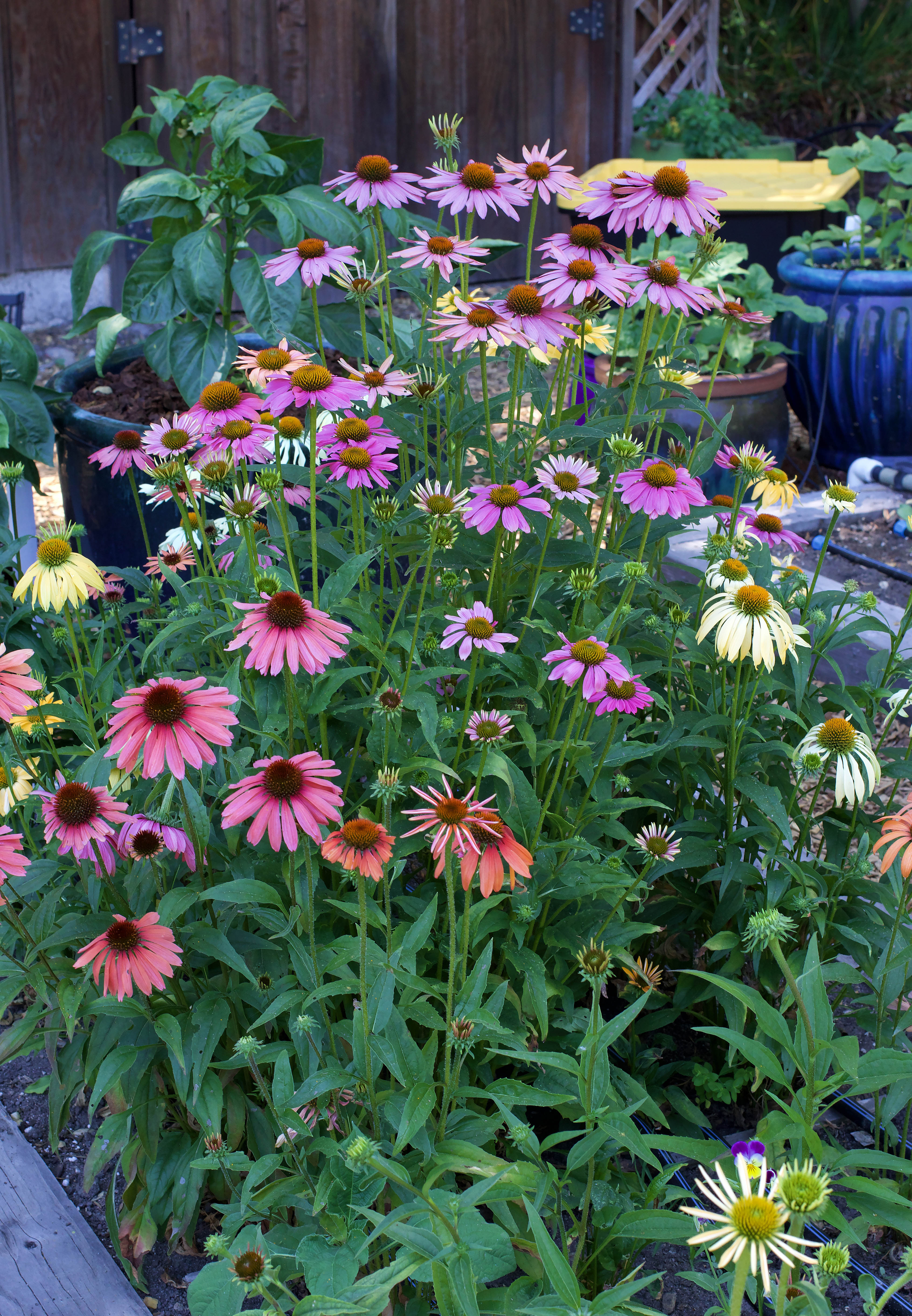 Irene　ヘネパラ Echinacea_Paradise_Mix_230713_