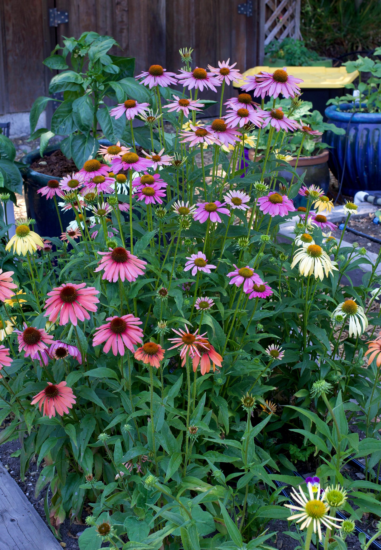 Paradise Mix Echinacea