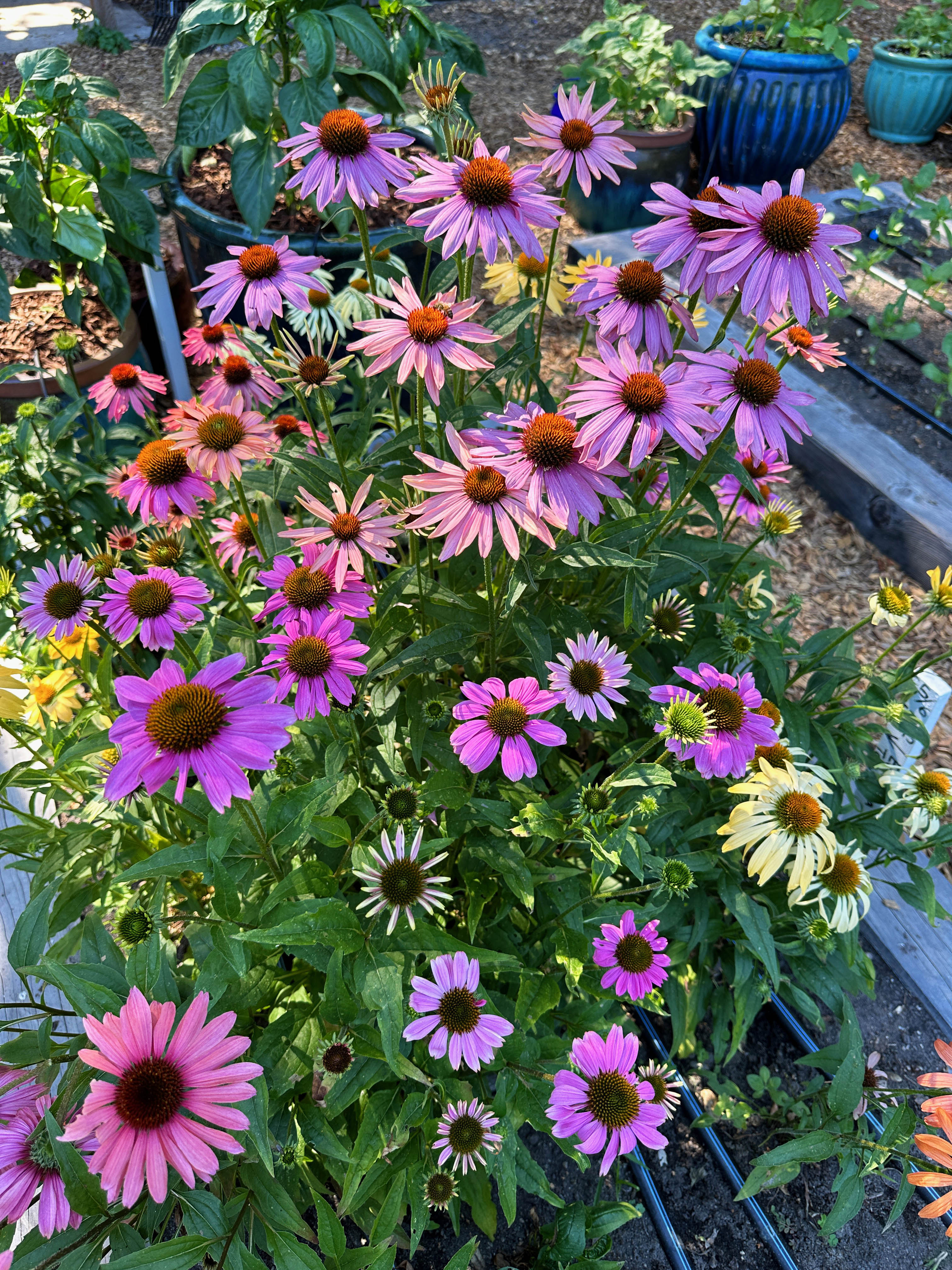 Paradise Mix Echinacea' Butterfly Flowers – Renee's Garden