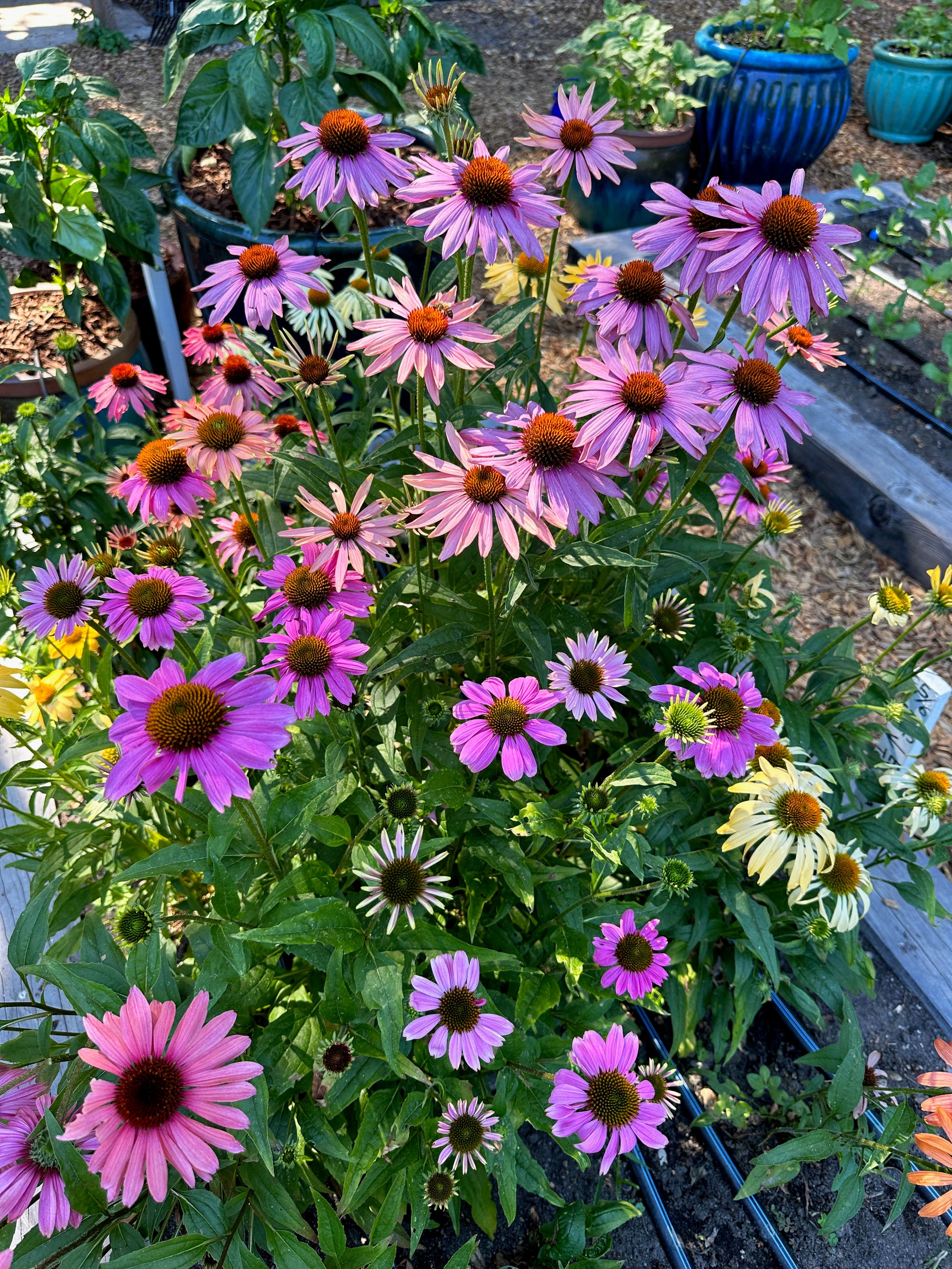 echinacea strawberry and cream seeds Echinacea Paradise Mix