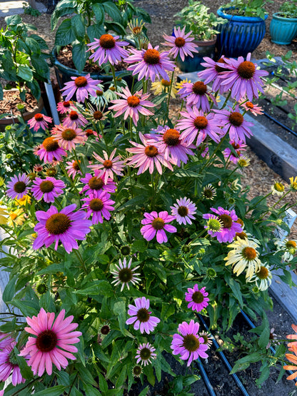 paradiso tall mix echinacea seed Echinacea Paradise Mix