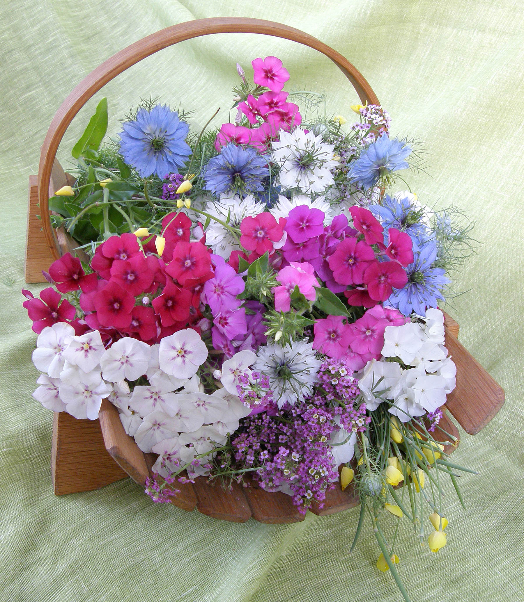 fairy garden seed packets Fairy Garden Mix