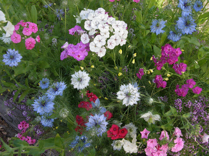my fairy garden replacement seeds Fairy Garden Mix