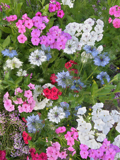 grass seed for fairy garden Fairy Garden Mix
