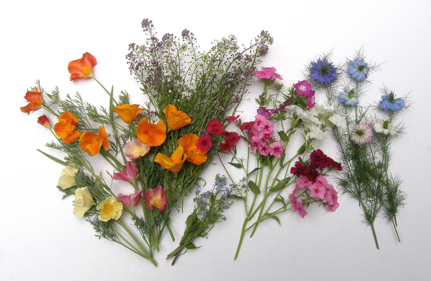 fairy garden grass seeds Fairy Garden Mix