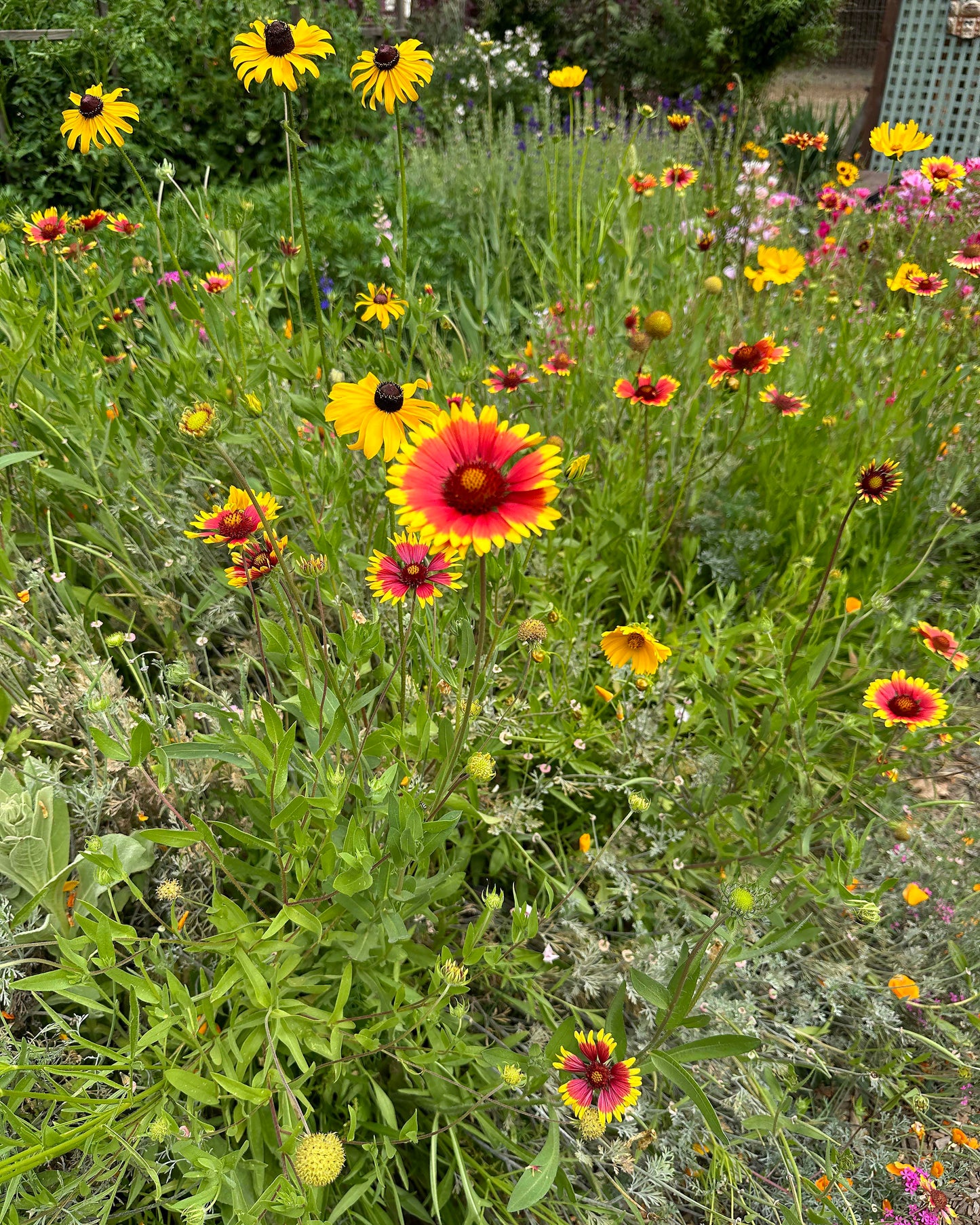 Bonus Pack - Firewise Garden Mix Landscape Defense