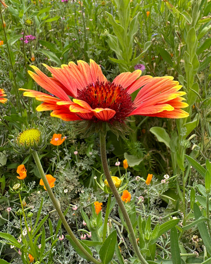 Bonus Pack - Firewise Garden Mix Landscape Defense