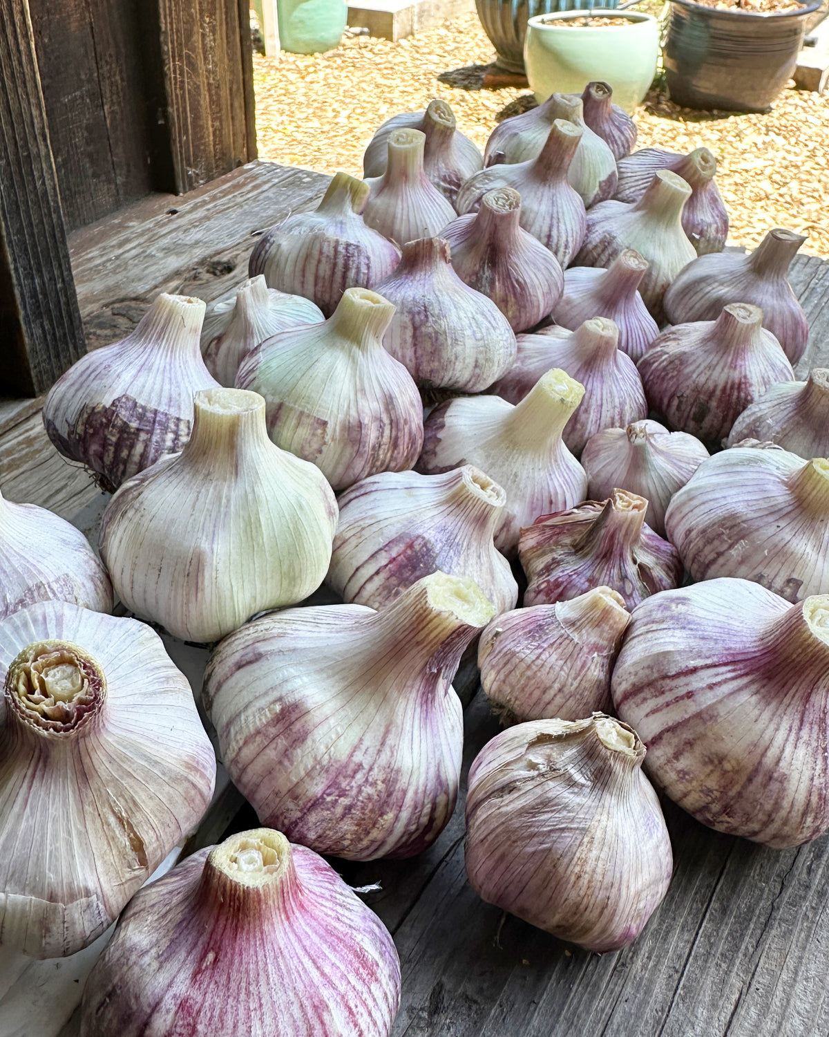 Seed Garlic - Killarney Red