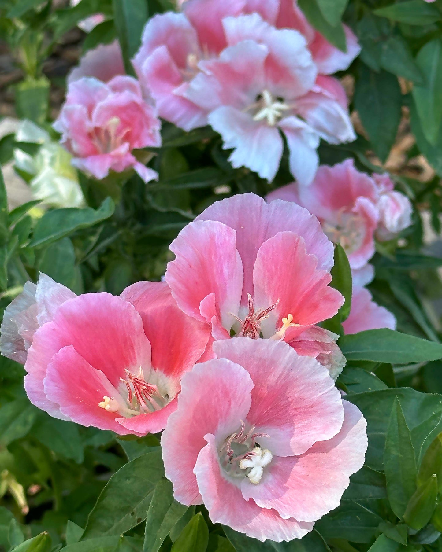 Godetia - Sybil Sherwood