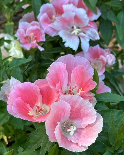 Godetia - Sybil Sherwood