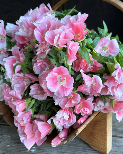 Godetia - Sybil Sherwood