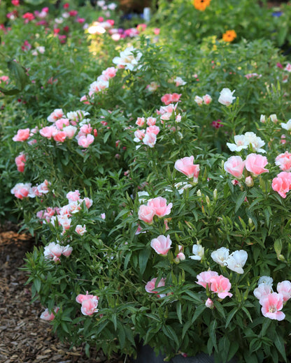 Godetia - Sybil Sherwood