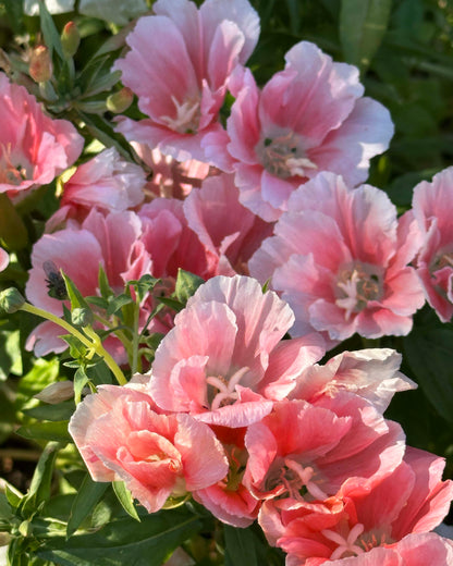 Godetia - Sybil Sherwood