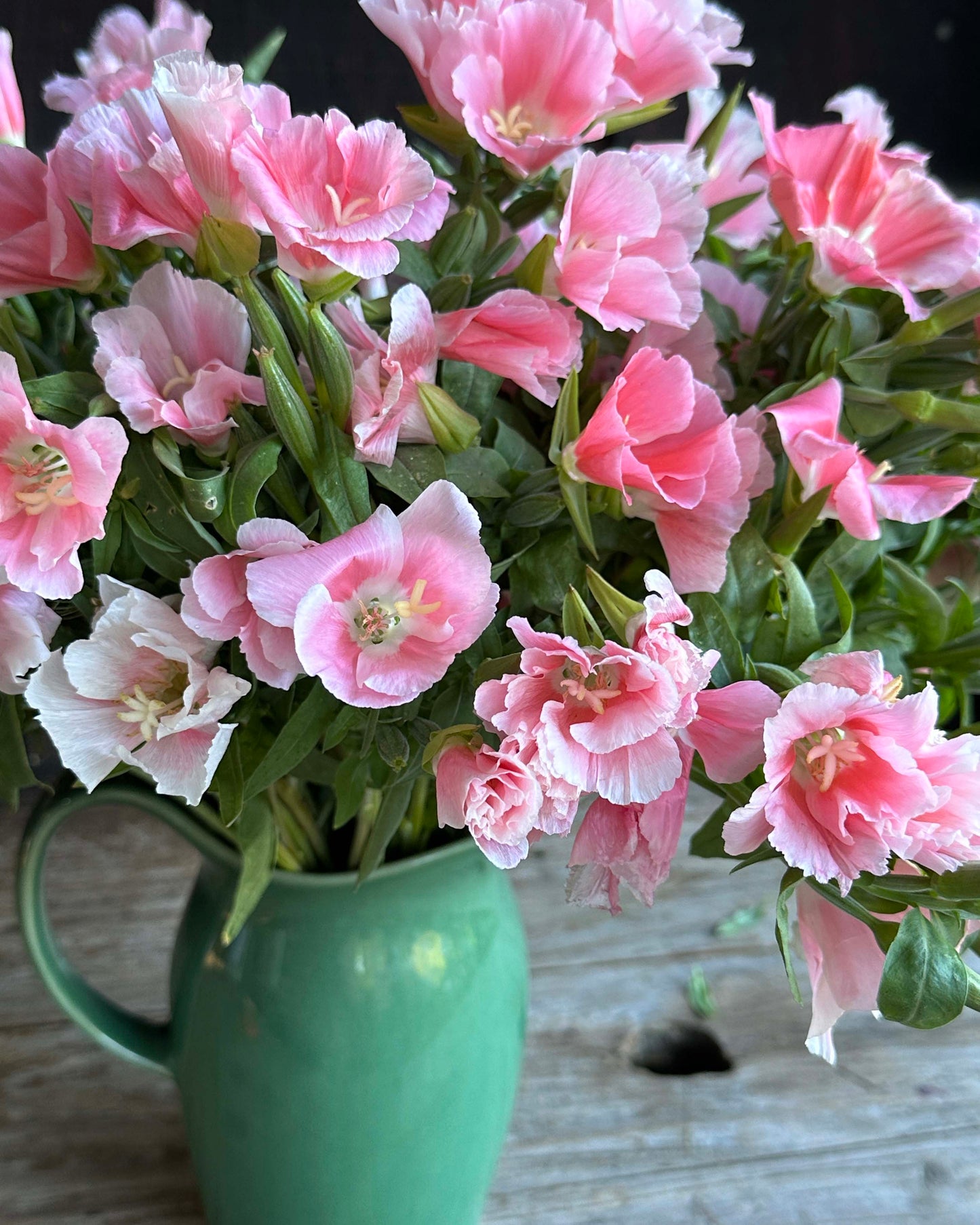 Godetia - Sybil Sherwood