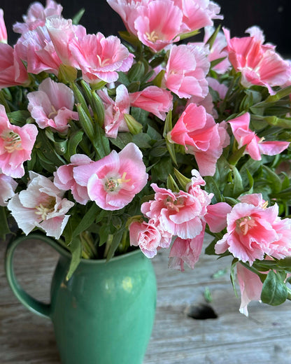 Godetia - Sybil Sherwood