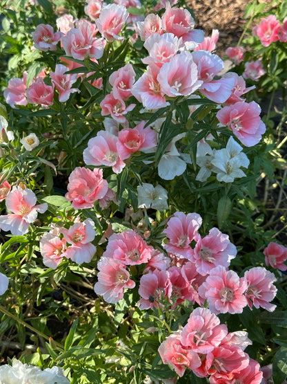 Godetia - Sybil Sherwood