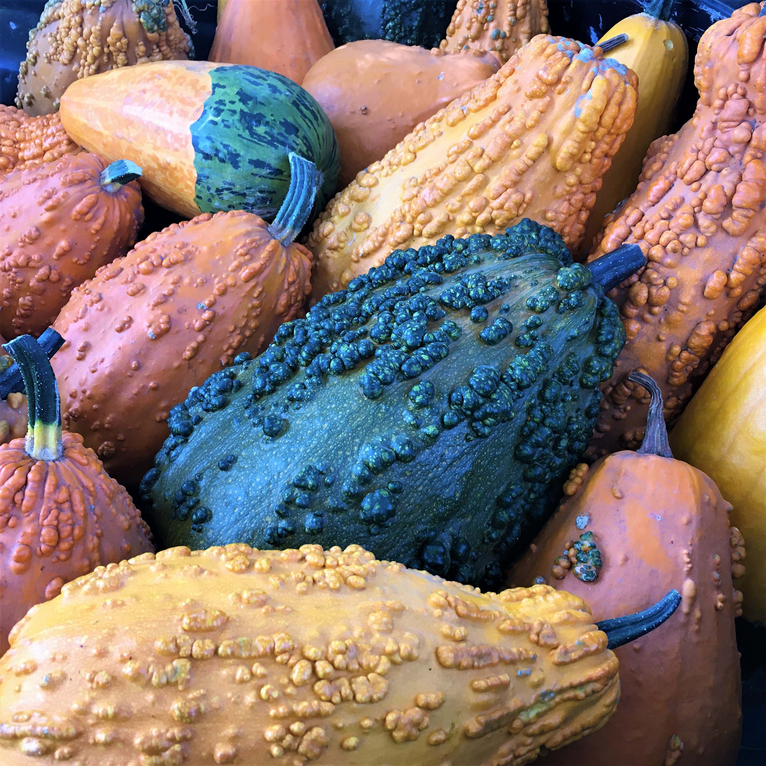 Lunch Lady' Giant Harvest Gourds – Renee's Garden
