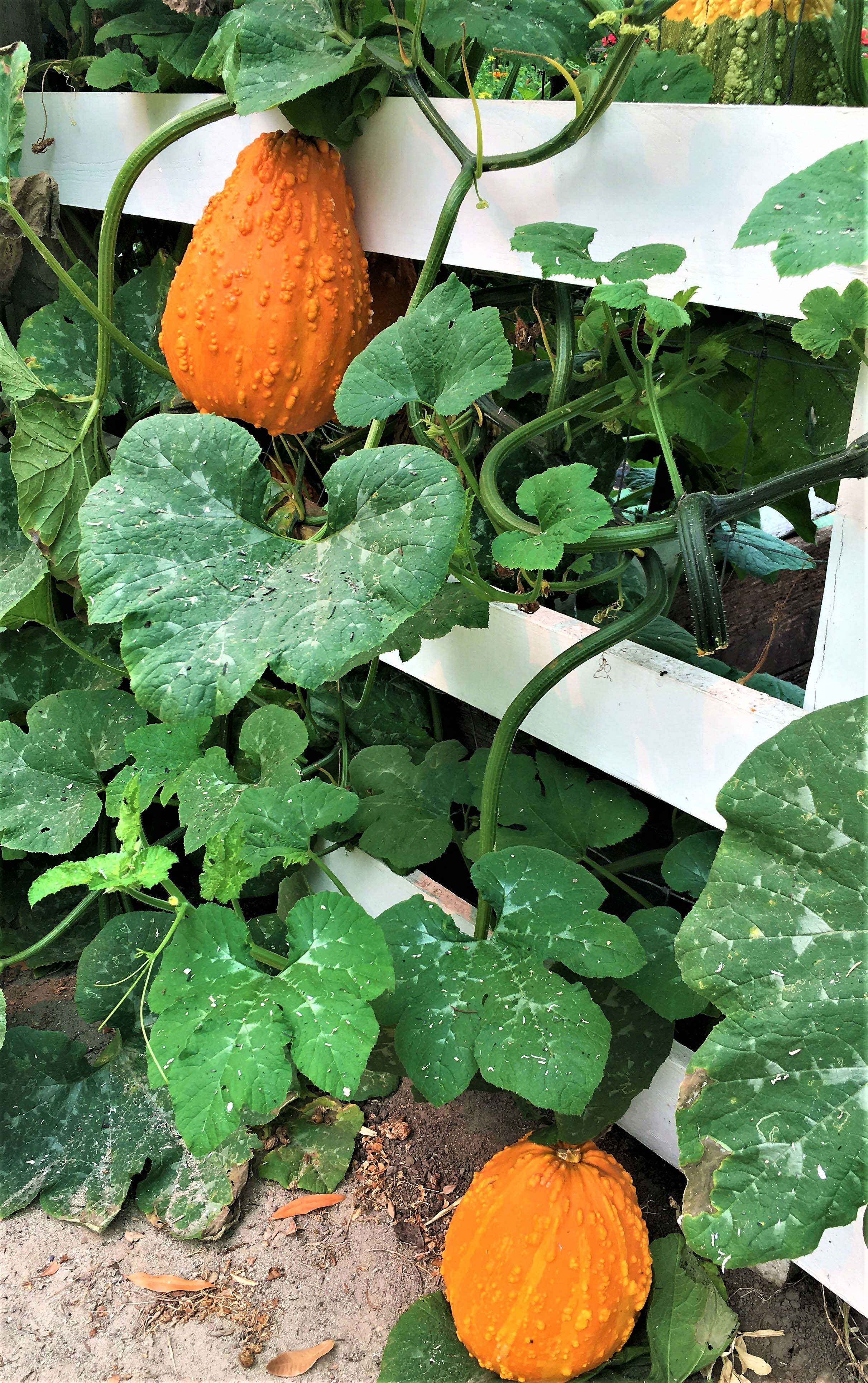 Lunch Lady' Giant Harvest Gourds – Renee's Garden