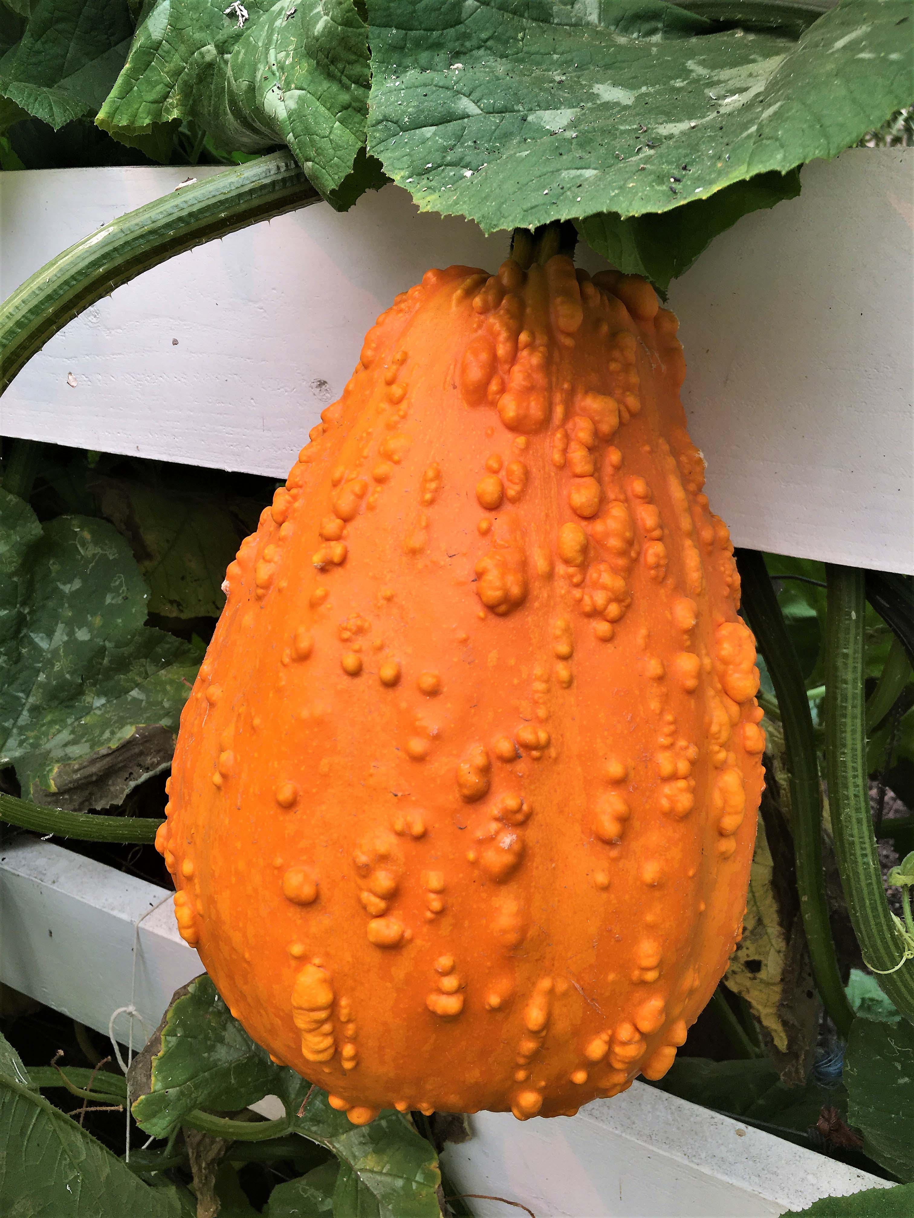 Lunch Lady' Giant Harvest Gourds – Renee's Garden