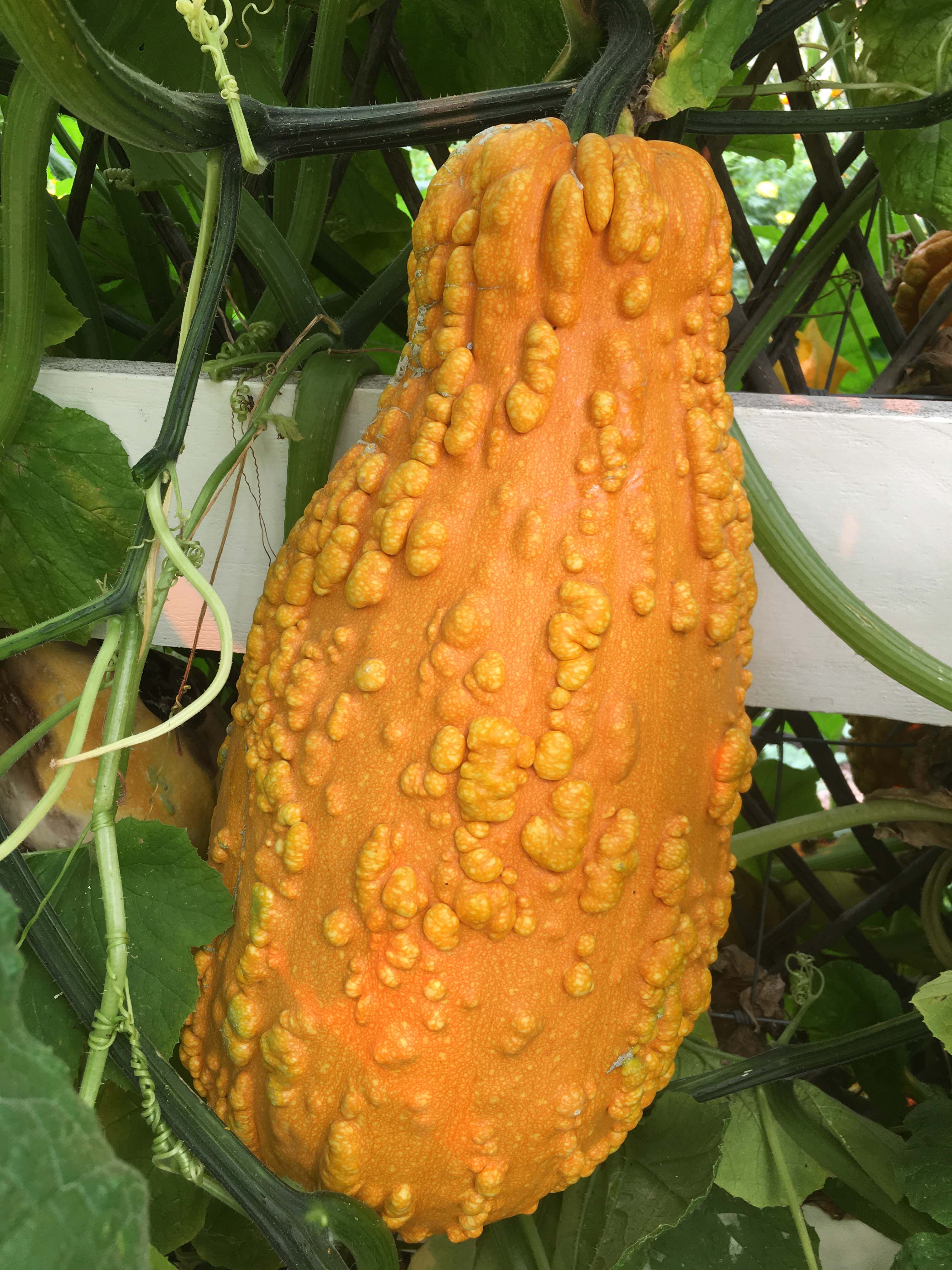 Lunch Lady' Giant Harvest Gourds – Renee's Garden