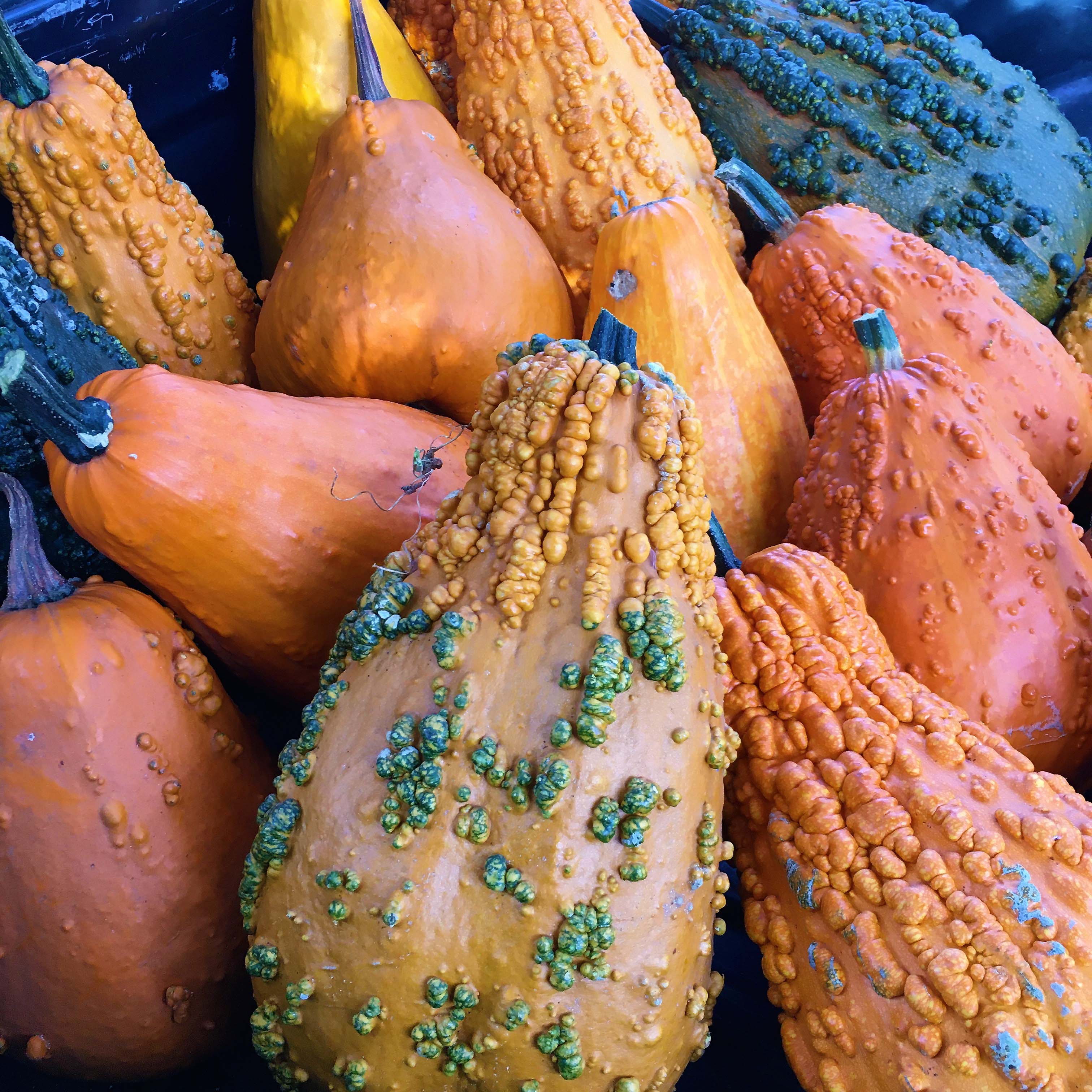 Lunch Lady' Giant Harvest Gourds – Renee's Garden