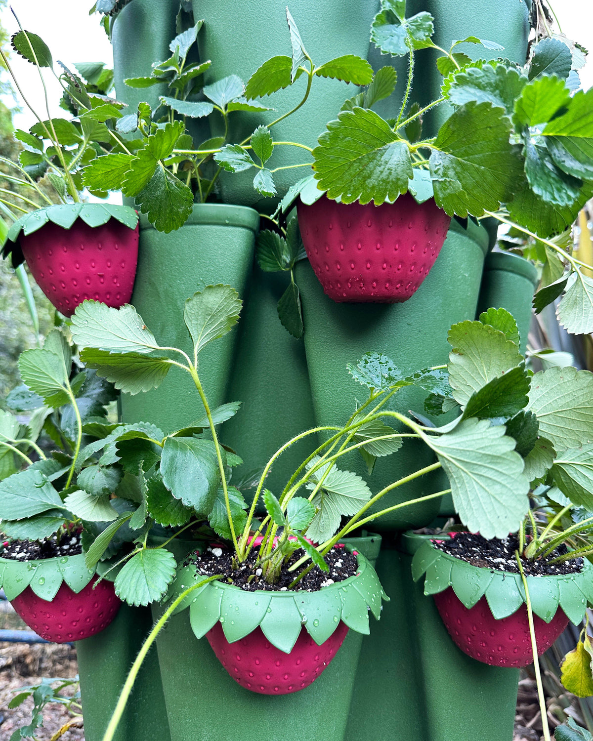 GreenStalk Garden Berry Cups