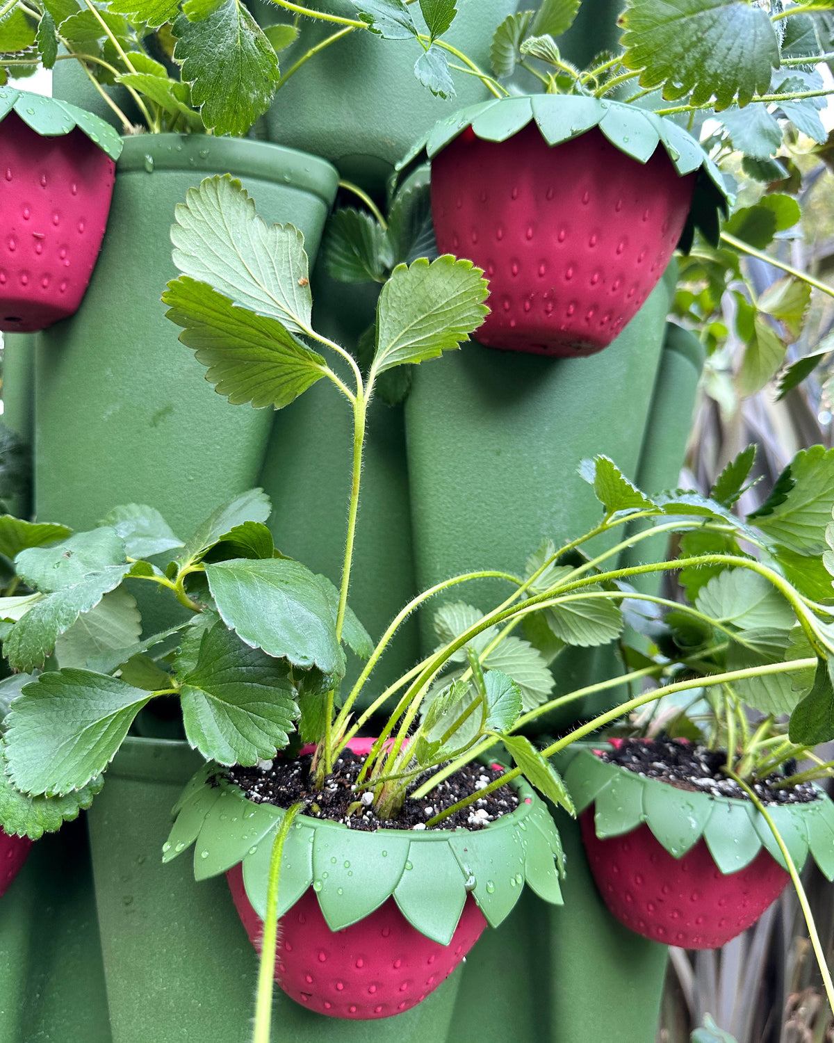 GreenStalk Garden Berry Cups