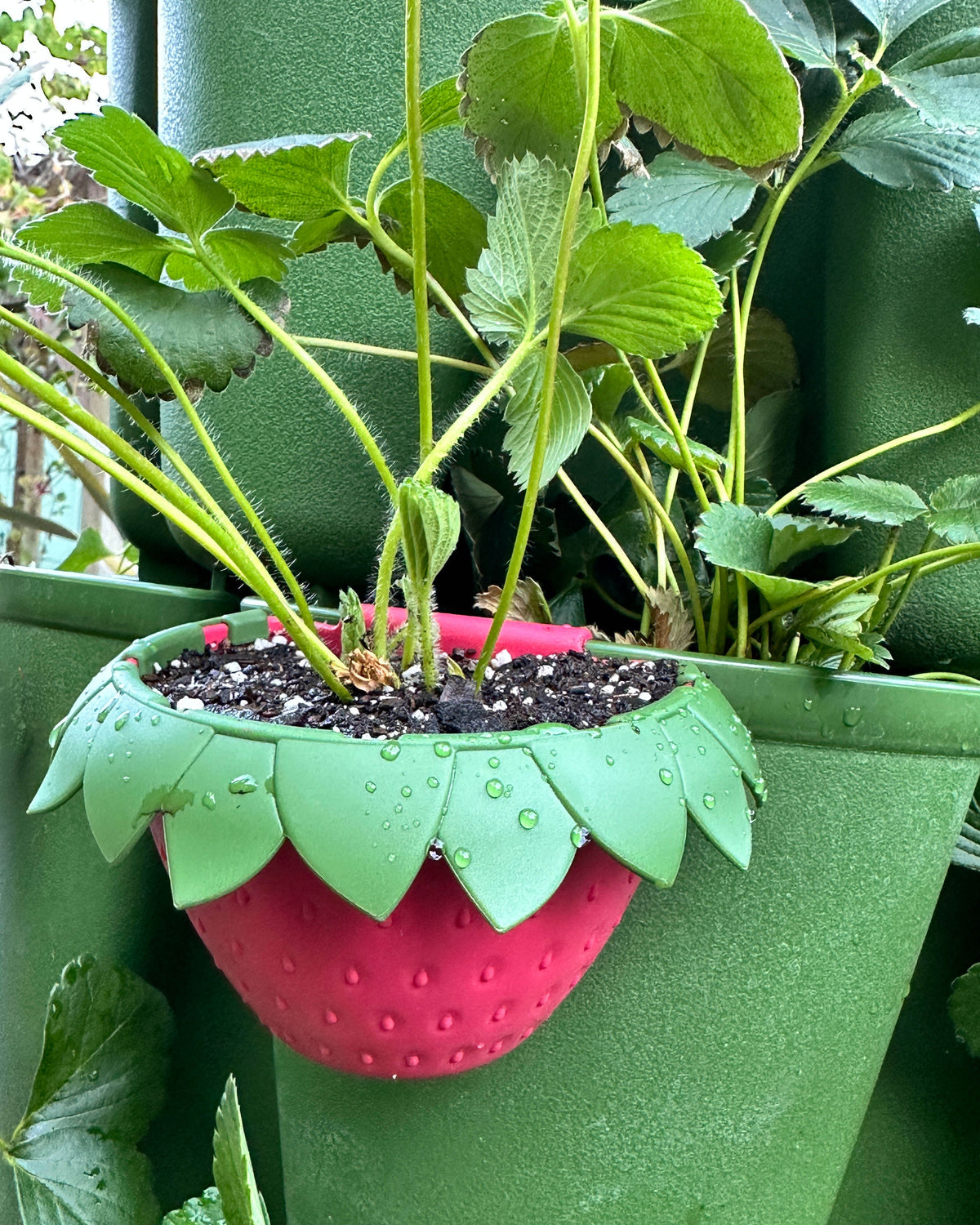 GreenStalk Garden Berry Cups
