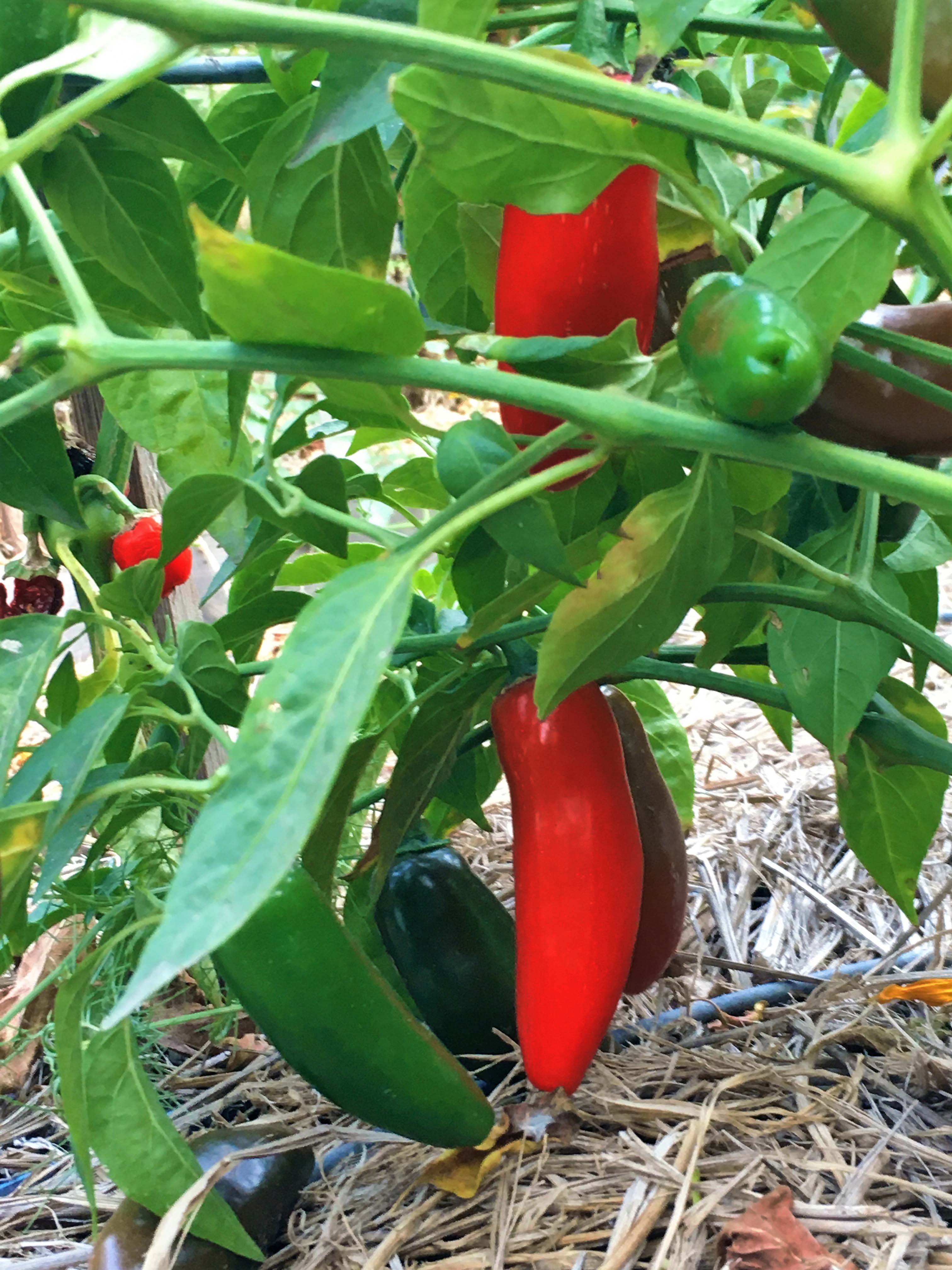Bio Aroma Chili Pepper 100ml 2本セット Spice Trio' Rainbow Jalapeño Chiles – Renee's Garden
