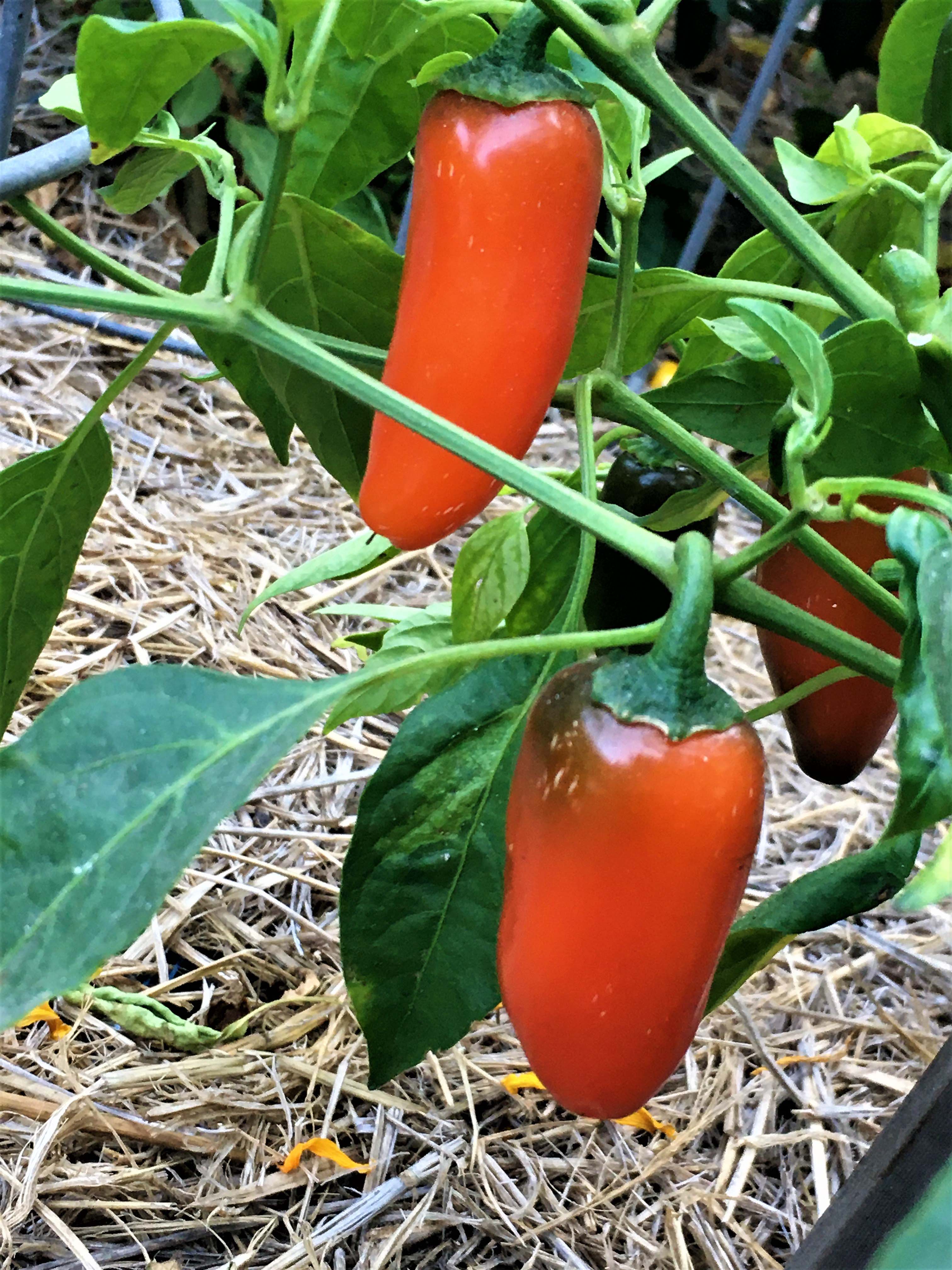 Spice Trio' Rainbow Jalapeño Chiles – Renee's Garden