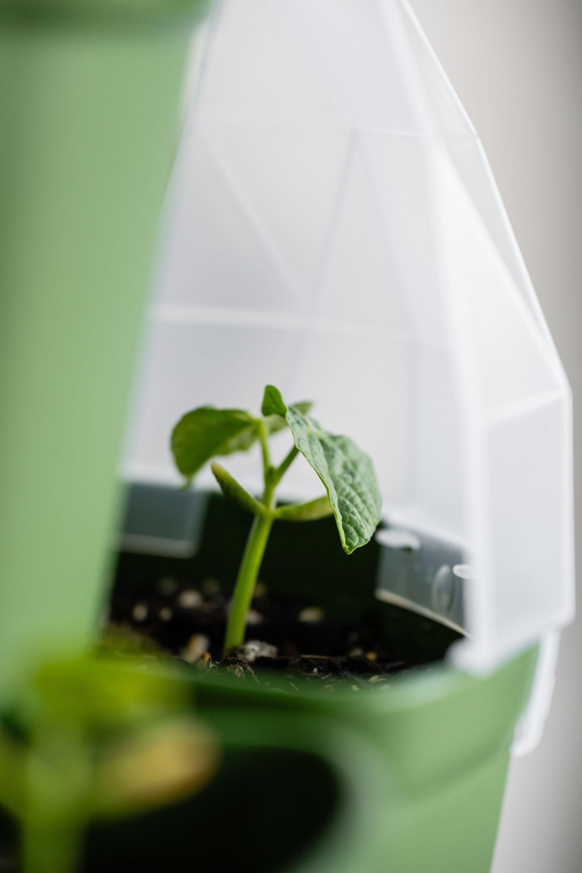 GreenStalk Garden Seed Houses – Renee's Garden
