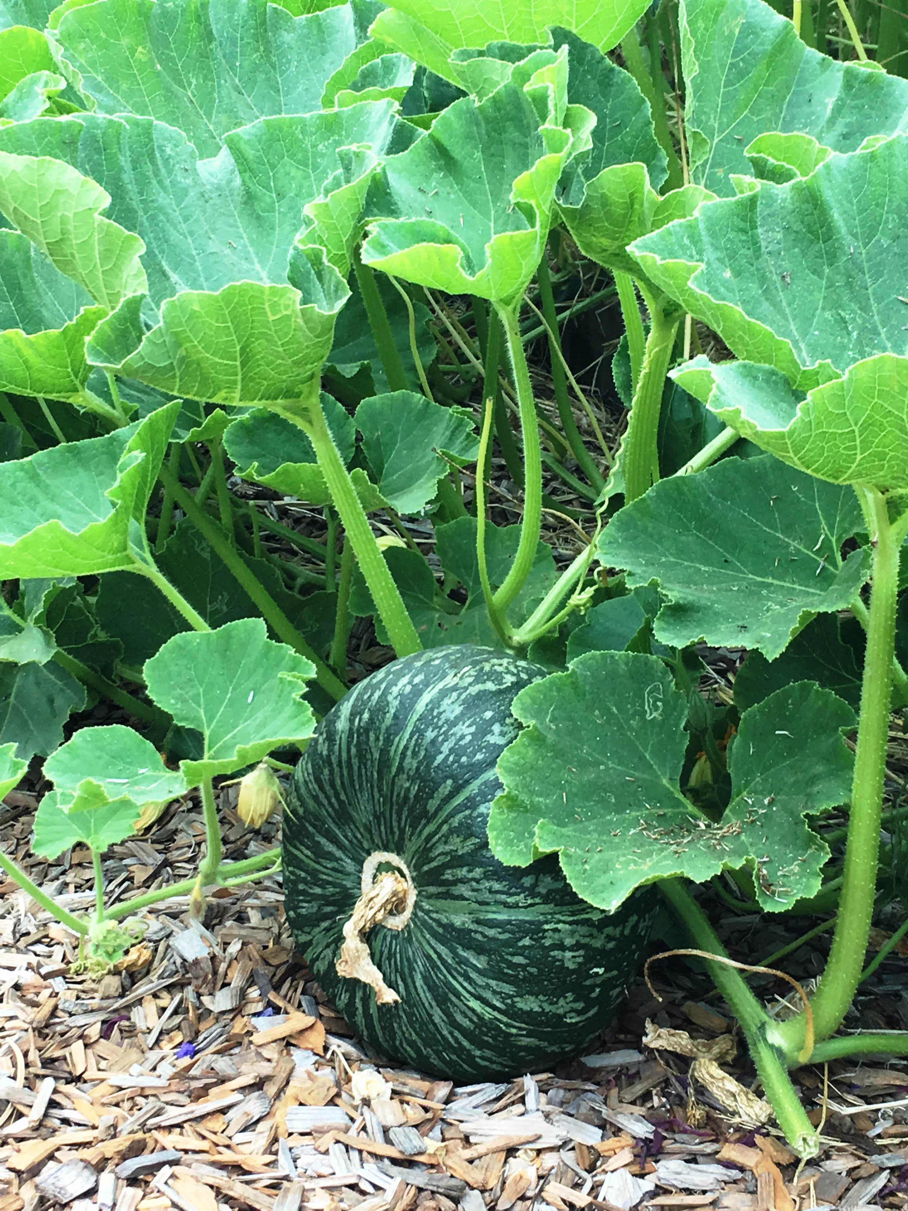 Kurin' Kabocha Winter Squash – Renee's Garden