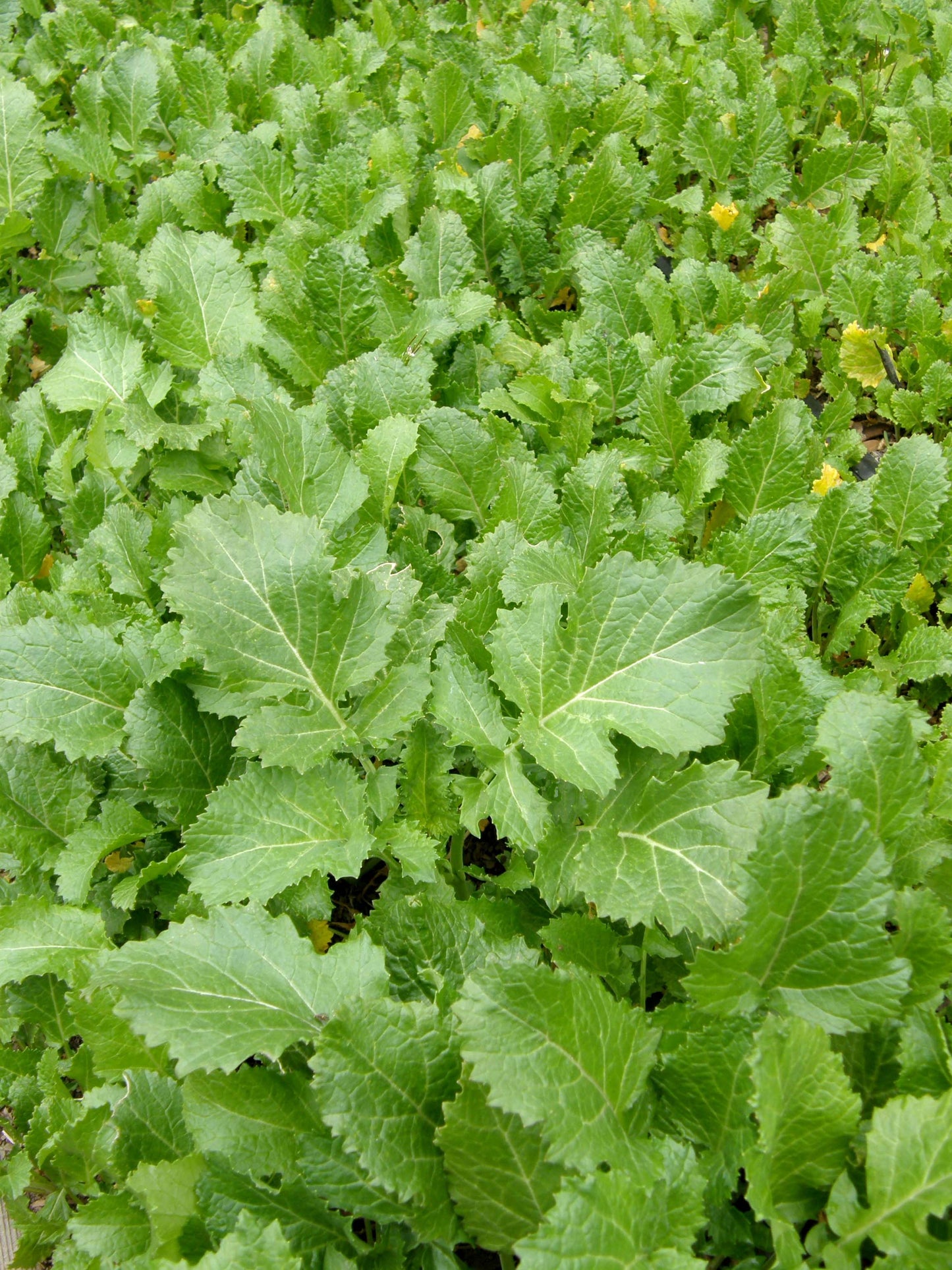 Kodiak Mustard
