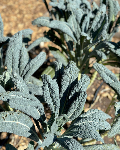 Italian Heirloom Kale - Lacinato