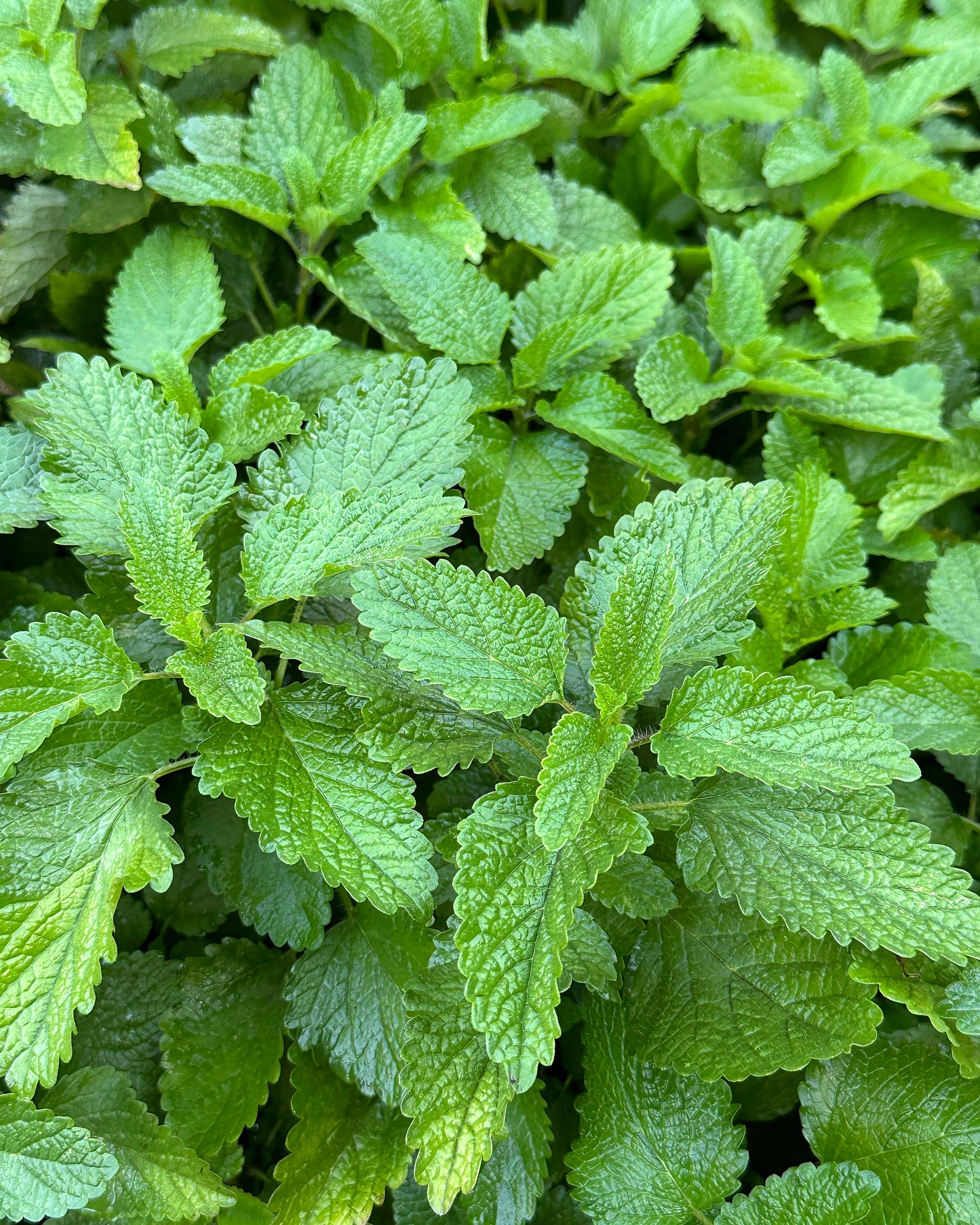 Medicinal Herbs - Lemon Balm Organic