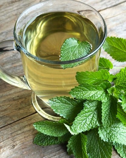 Medicinal Herbs - Lemon Balm Organic