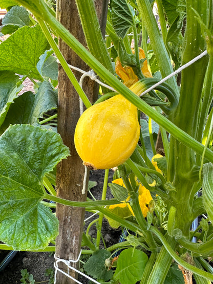 Little Lemon