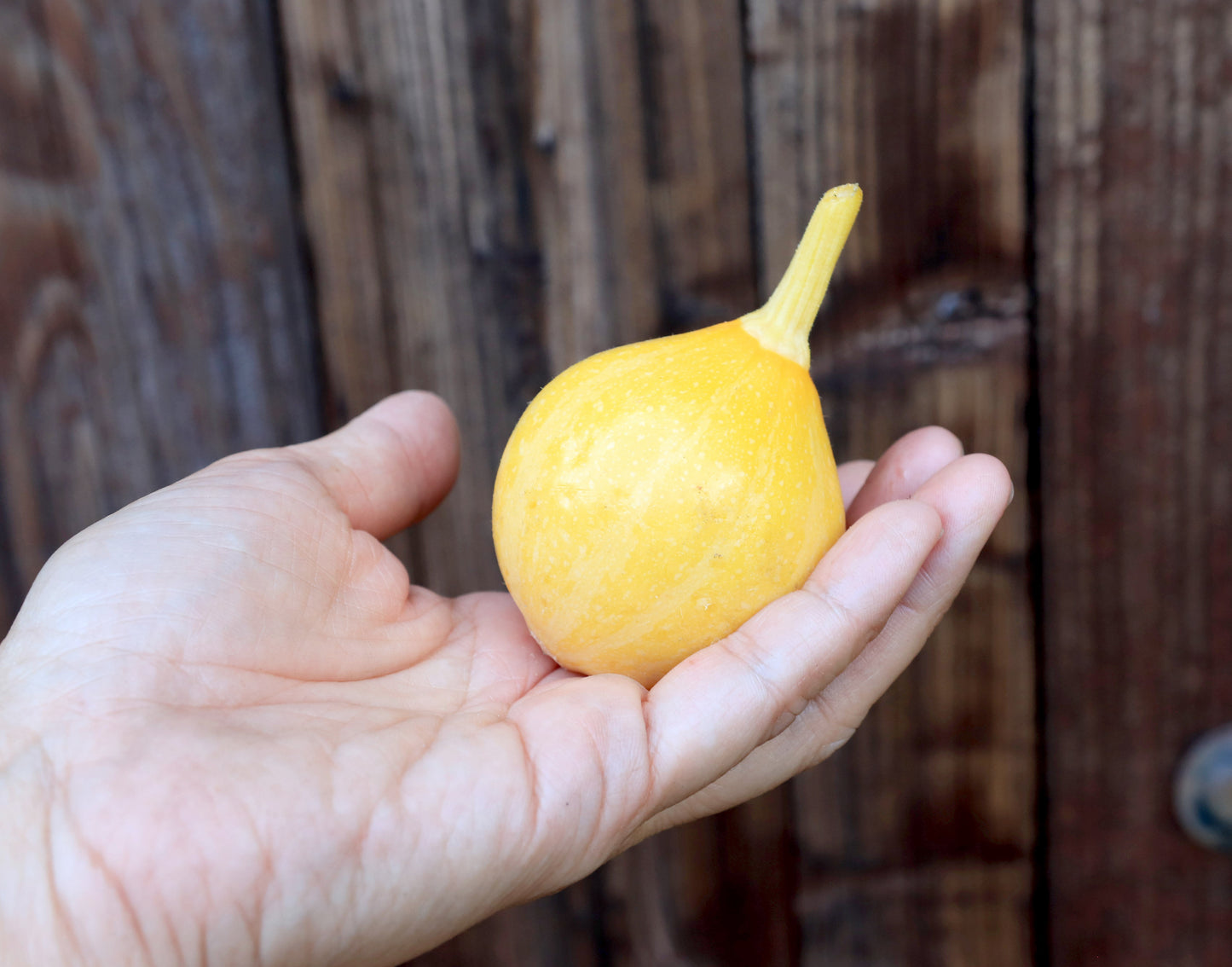 Little Lemon