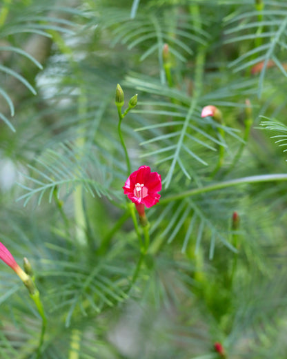 Heirloom Cypress Vine - Maiden's Feather