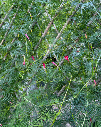Heirloom Cypress Vine - Maiden's Feather