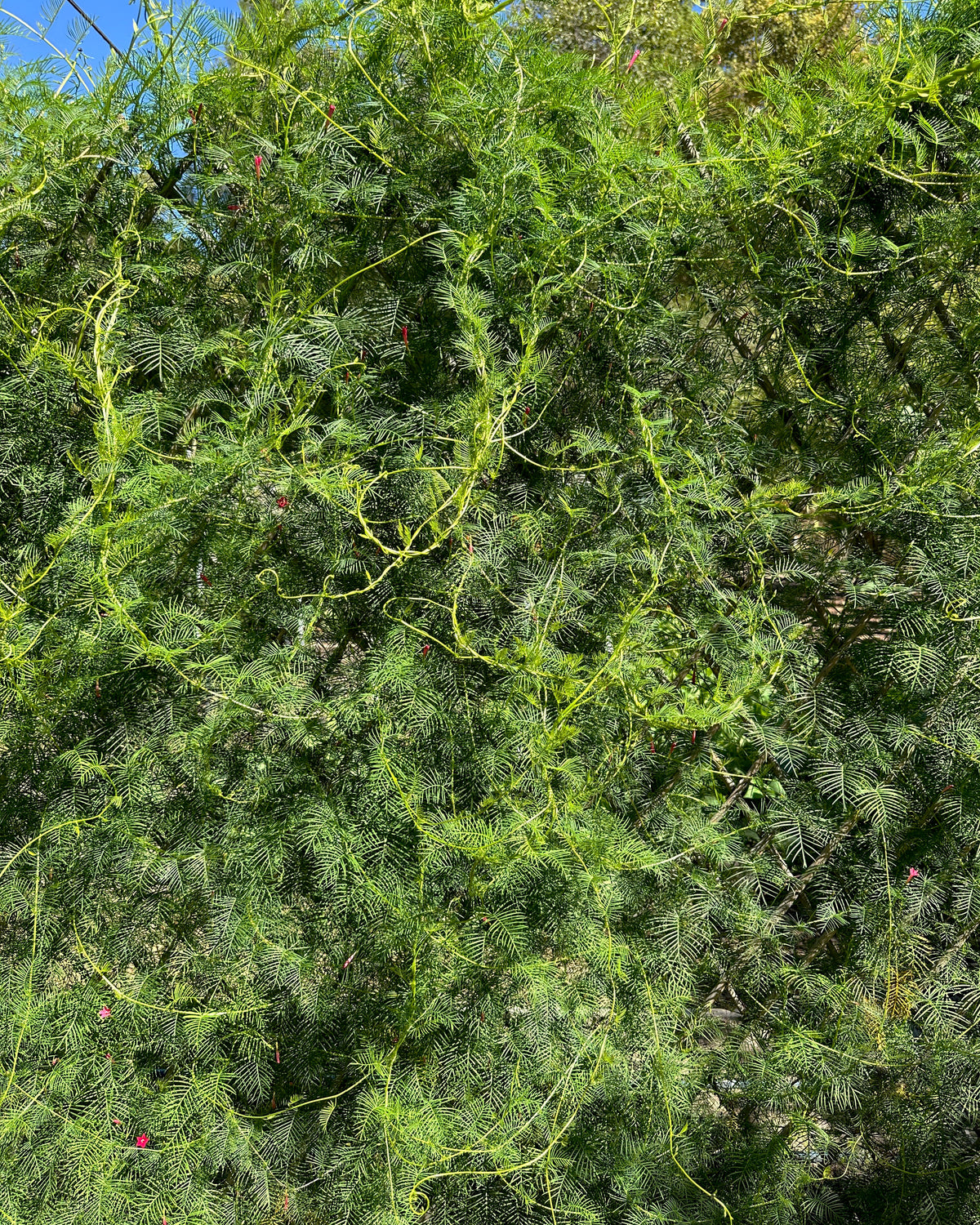 Heirloom Cypress Vine - Maiden's Feather