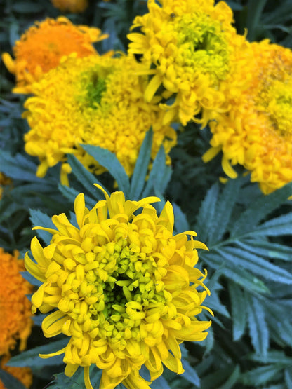 Butterfly Flowers - Spinning Wheels Marigolds