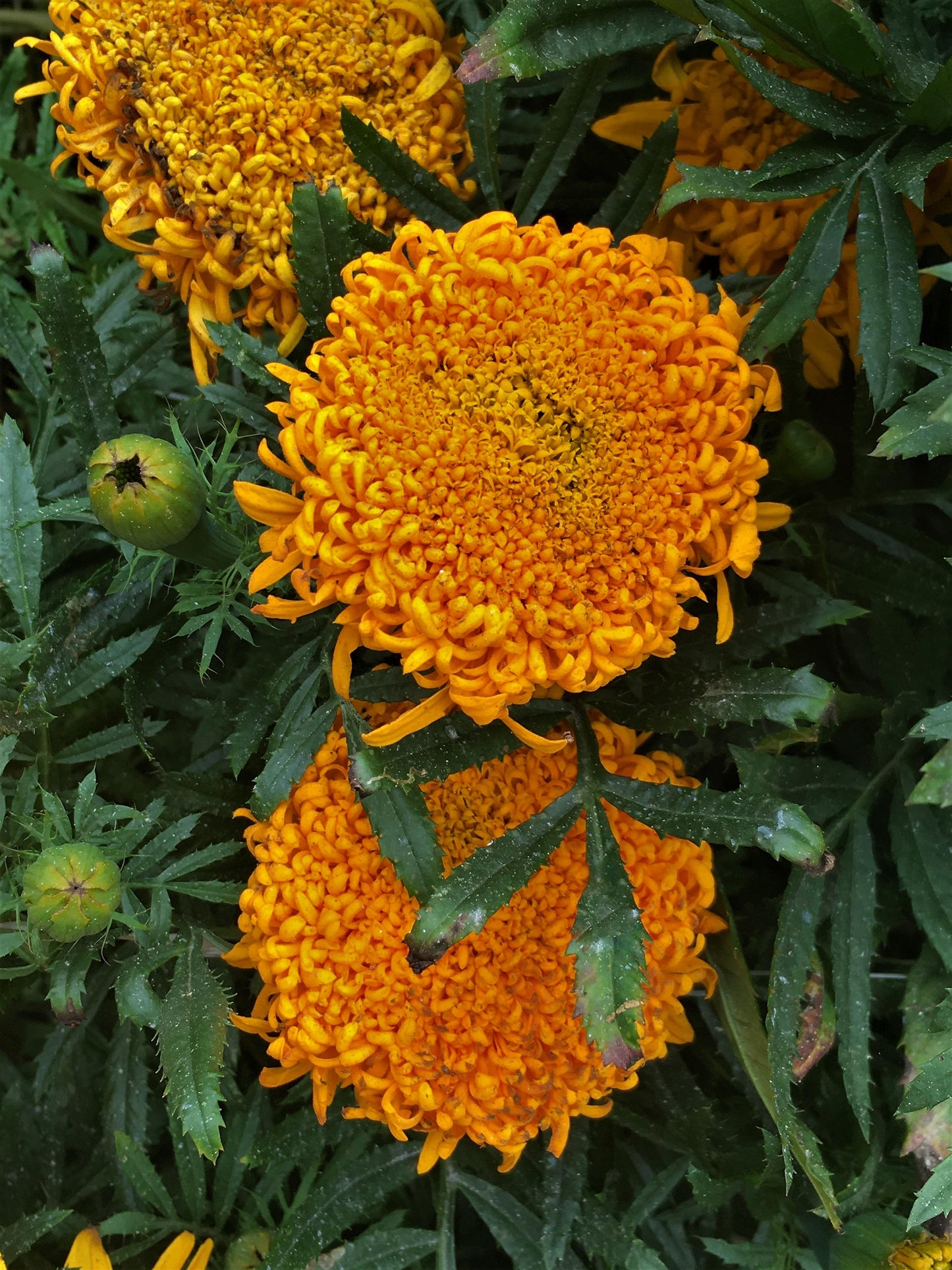 Butterfly Flowers - Spinning Wheels Marigolds