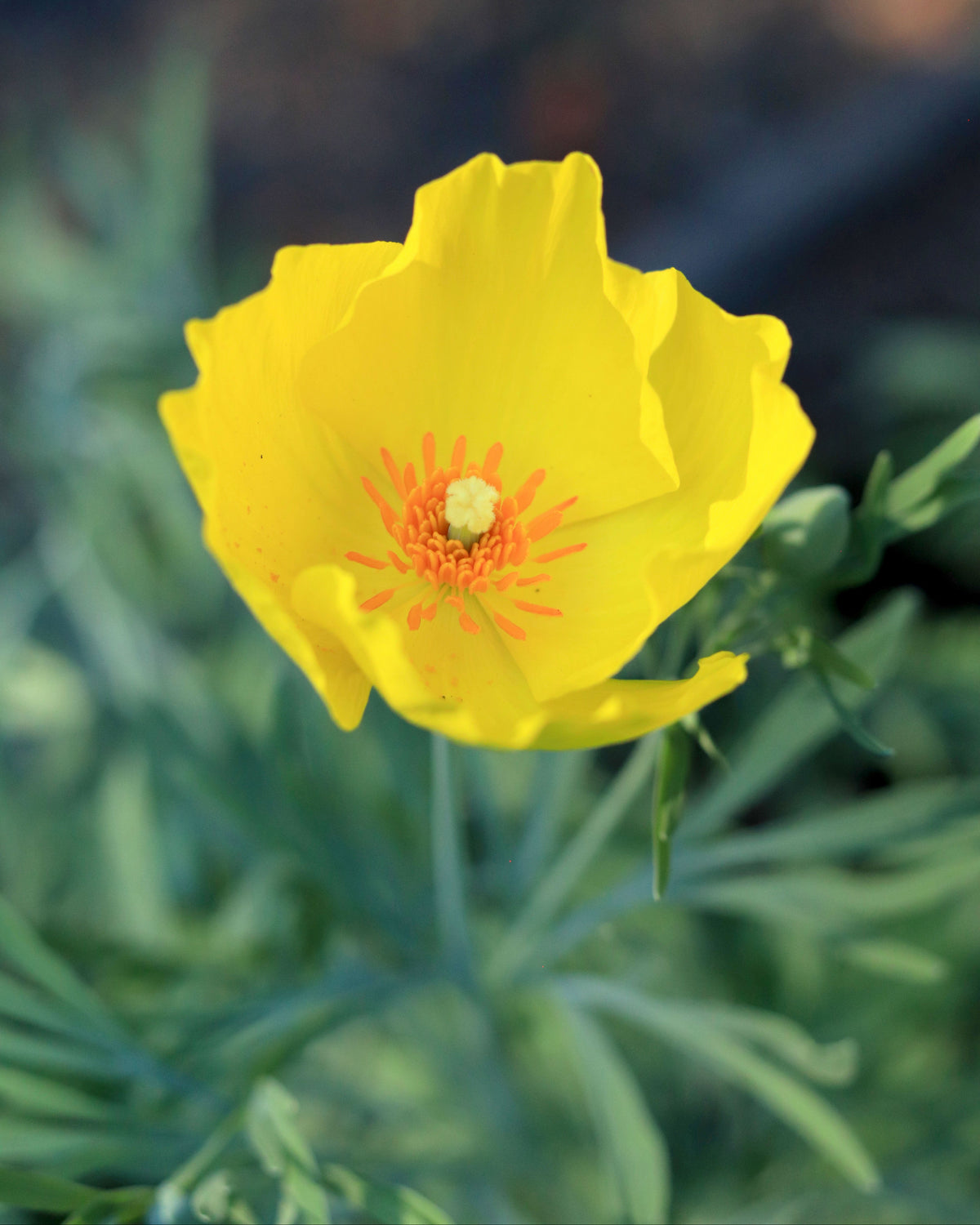 Heirloom Butterfly Flowers - Mexican Tulip Poppy