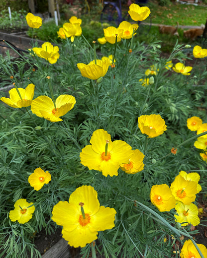 Heirloom Butterfly Flowers - Mexican Tulip Poppy