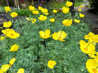 Heirloom Butterfly Flowers - Mexican Tulip Poppy