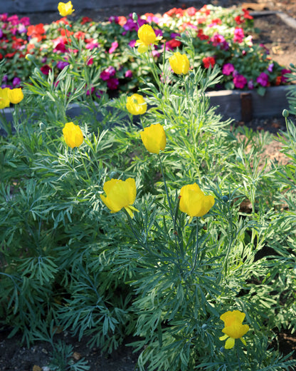 Heirloom Butterfly Flowers - Mexican Tulip Poppy