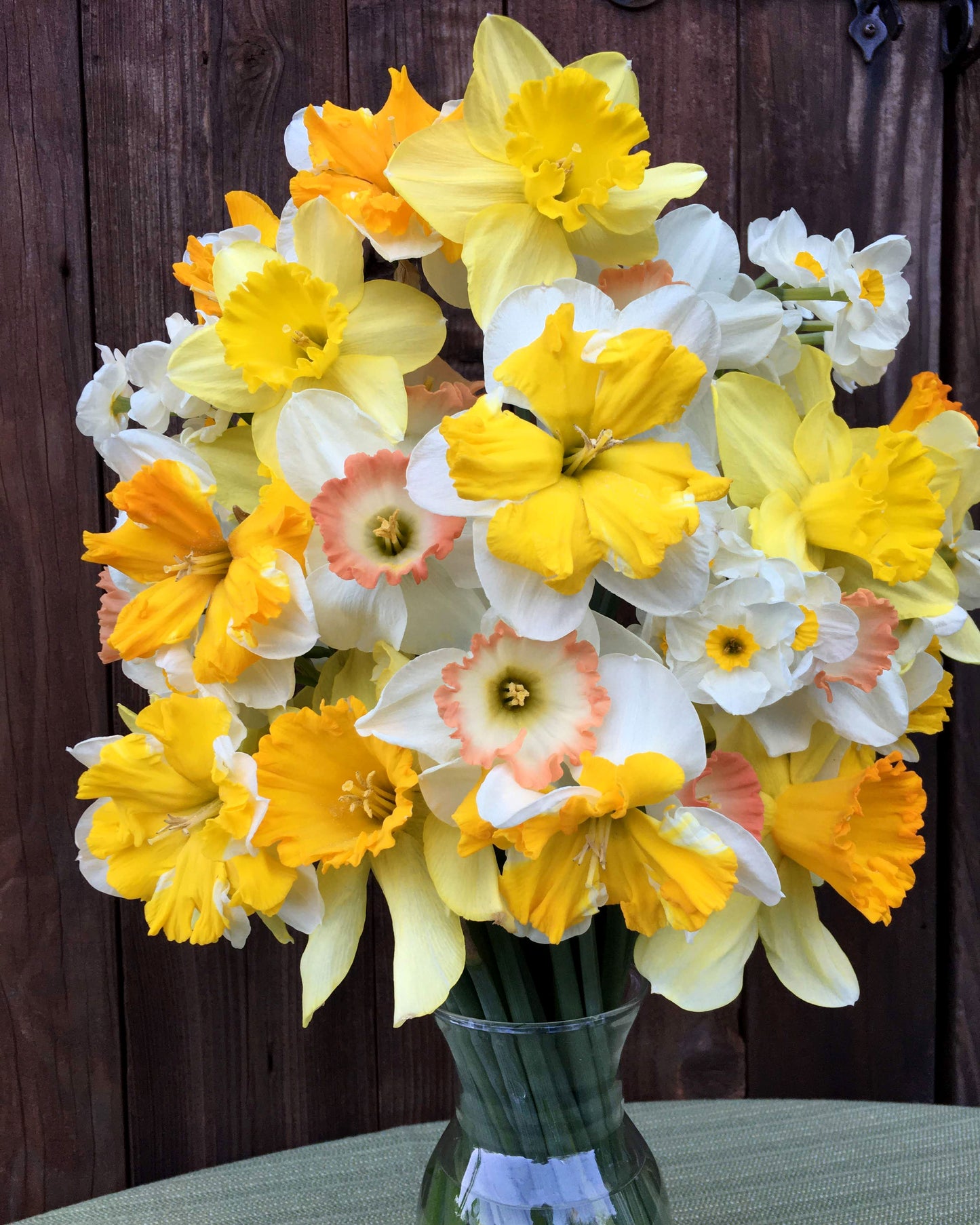 Daffodil Bulbs - Mild Winter Mix