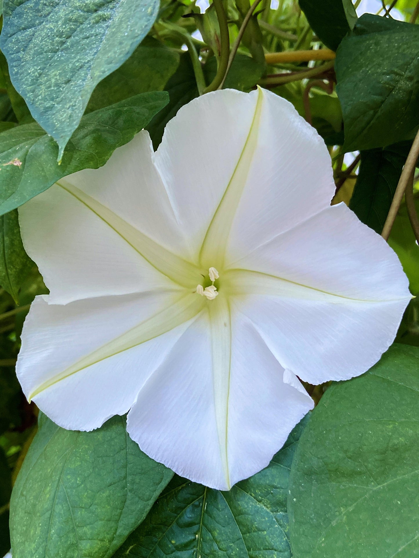 Heirloom Flowering Vine - Fragrant Moonflower