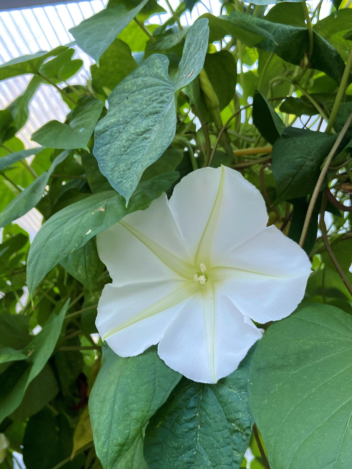 Heirloom Flowering Vine - Fragrant Moonflower